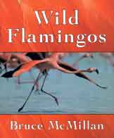 Wild Flamingos (book cover)