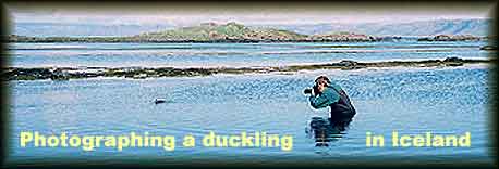 Photographing a duckling in Iceland